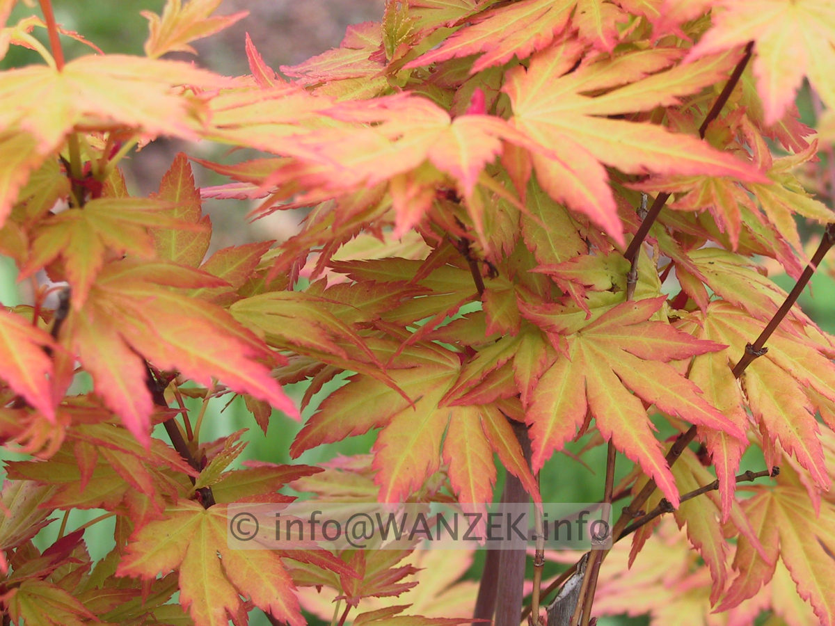 Acer palmatum Orange Dream - Austrieb-Macro.JPG